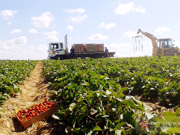 Cận cảnh công việc thu hoạch dâu mùa hè của SV Việt tại Nga 13