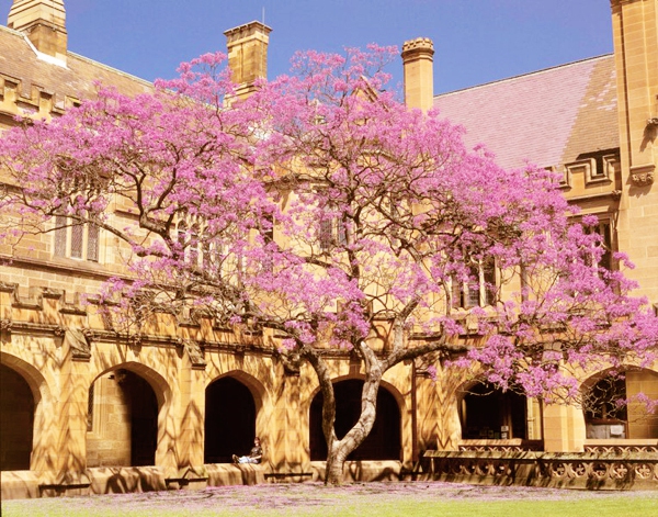 Vẻ đẹp của khu vườn cổ trong khuôn viên Đại học Sydney 6