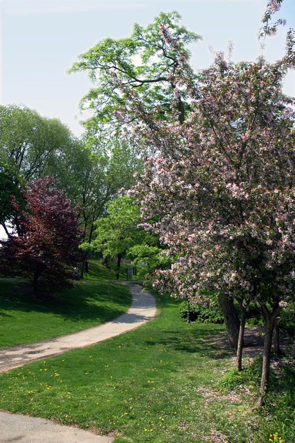 L&acirc;m Ch&iacute; Linh v&agrave; ng&ocirc;i trường Toronto danh tiếng 23