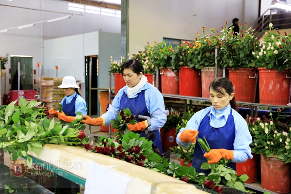 Nông trại hoa lớn nhất Việt Nam nhộn nhịp làm hoa Tết 18