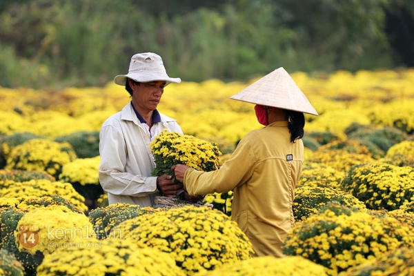 Đẹp tuyệt vời làng hoa Sa Đéc nổi tiếng miền Tây Nam Bộ 6