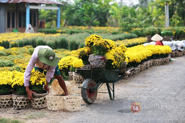 Đẹp tuyệt vời làng hoa Sa Đéc nổi tiếng miền Tây Nam Bộ 10