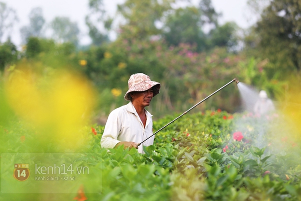 Đẹp tuyệt vời làng hoa Sa Đéc nổi tiếng miền Tây Nam Bộ 21