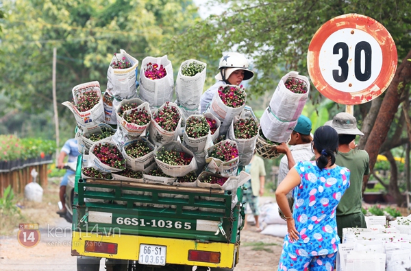 Đẹp tuyệt vời làng hoa Sa Đéc nổi tiếng miền Tây Nam Bộ 11