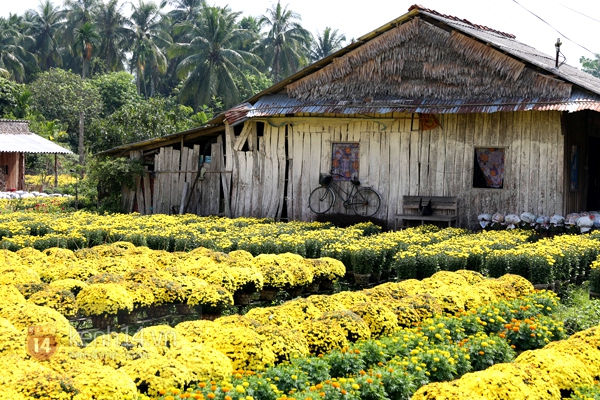 Đẹp tuyệt vời làng hoa Sa Đéc nổi tiếng miền Tây Nam Bộ 29