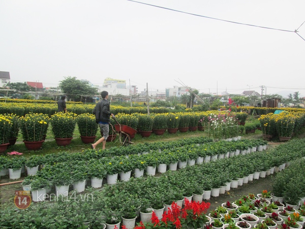 Sinh viên Đà Nẵng kiếm tiền tiêu Tết bằng nghề chăm sóc hoa 5