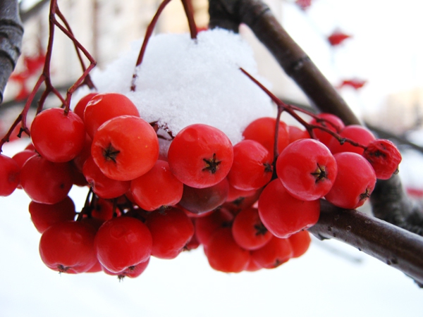 Những điều du học sinh cần khám phá vào mùa đông ở Nga 8