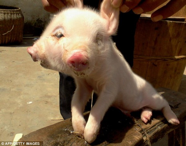 Trung Quốc: Lại xuất hiện lợn hai đầu dị dạng 1
