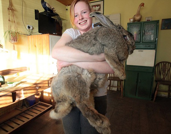 Anh: Chú thỏ "bự con" nhất thế giới 4