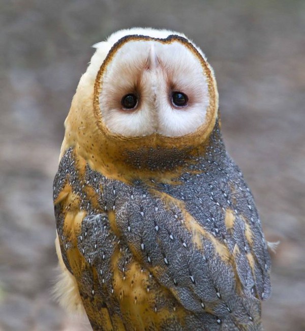 Marvel at the owl that can rotate its head 180 degrees upside down 1