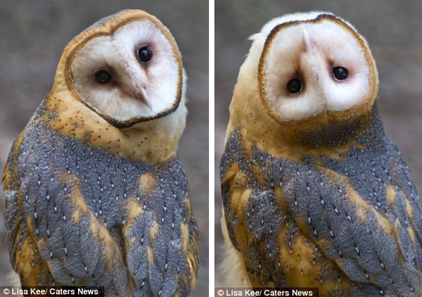 Marvel at the owl that can rotate its head 180 degrees upside down 2