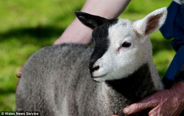 Chú cừu thoát chết nhờ bộ lông nửa trắng, đen khác thường 3