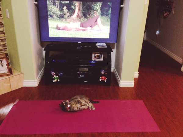 Chú mèo đáng yêu lén tập yoga khi vắng chủ 1