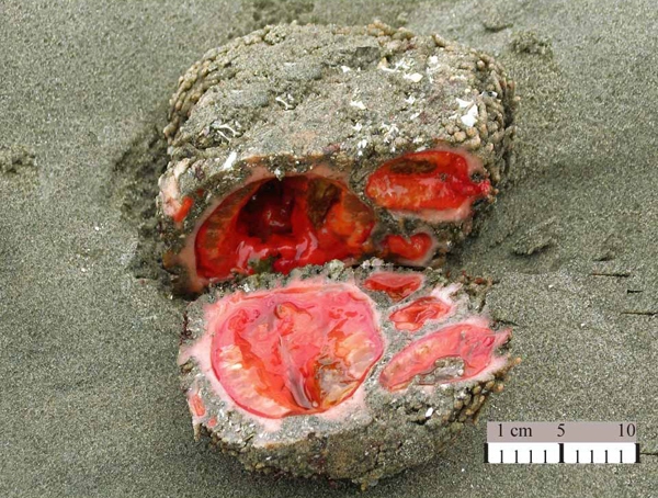 Giật mình trước "hòn đá chảy máu" - Pyura Chilensis 1