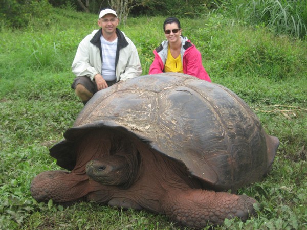 Vạch trần sự thật về rùa khổng lồ 529 tuổi, nặng 363 kg 2