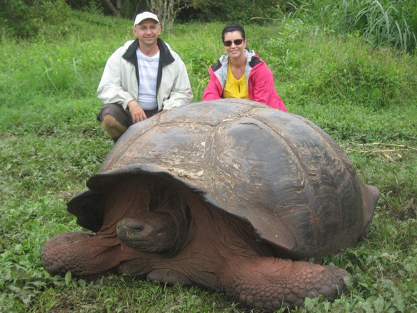 Exposing the truth about the 529-year-old giant tortoise, weighing 363 kg 2