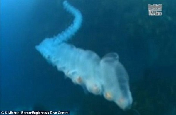 Phát hiện con sâu biển khổng lồ dài 30m có thân hình tự phát sáng 2