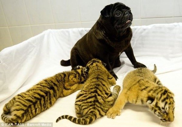 Kỳ lạ những chú chó thích làm mẹ của con vật khác loài 4