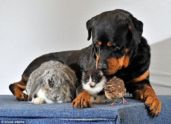Kỳ lạ những chú chó thích làm mẹ của con vật khác loài 5