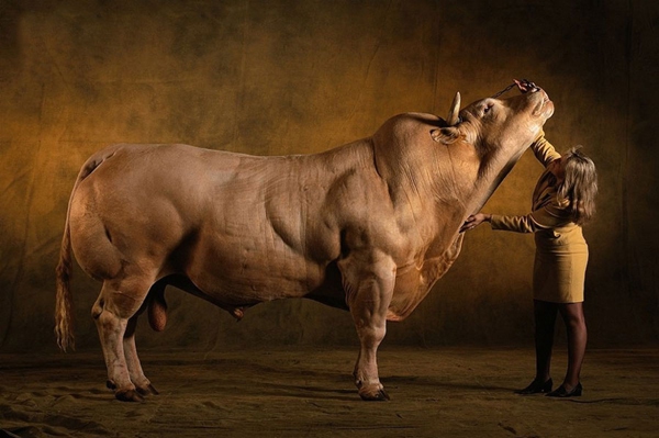 Introduciendo vacas con músculos "terribles" como atletas 1