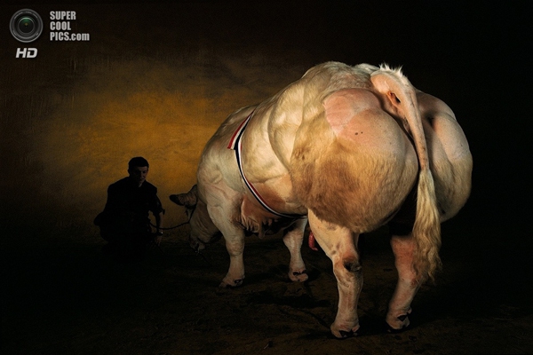 Presentando vacas con músculos "terribles" como atletas 2