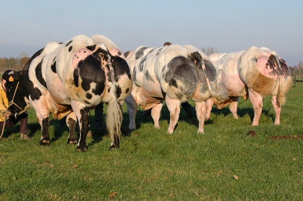 Presentando vacas con músculos "terribles" como atletas 3