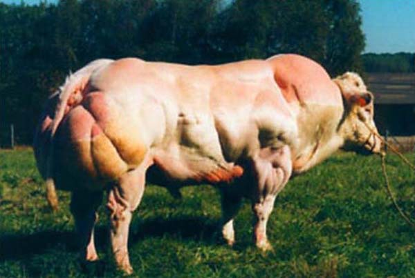 Giới thiệu loài bò có cơ bắp "khủng" như lực sĩ 4