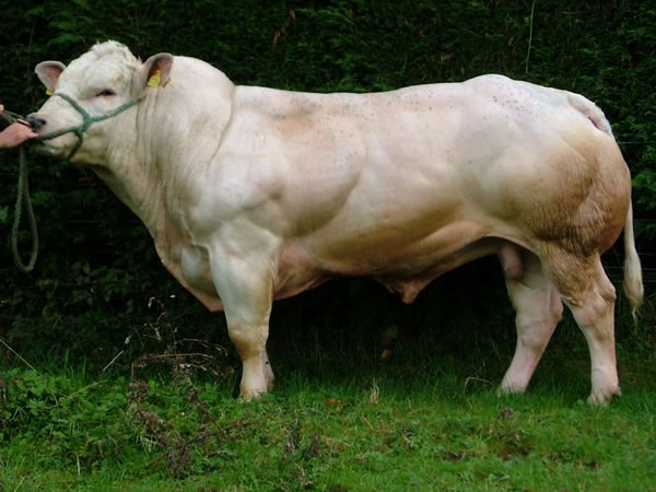 Giới thiệu loài bò có cơ bắp "khủng" như lực sĩ 6
