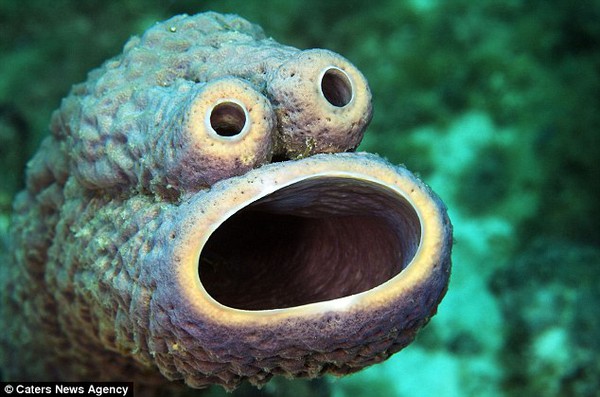 Sinh vật biển kỳ lạ có hình dáng giống chú rối miệng rộng nổi tiếng 1