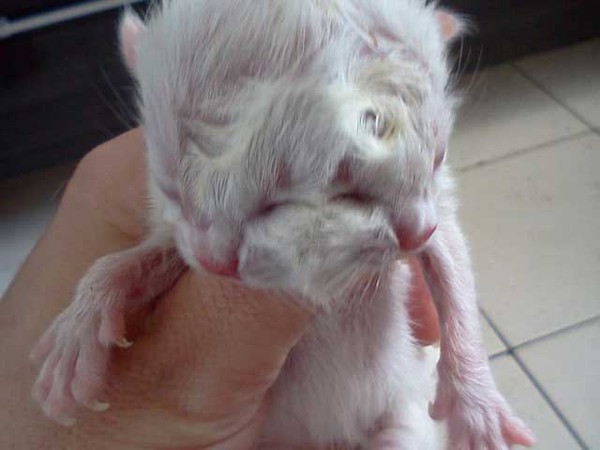 Brazil: Chú mèo con 2 mặt cực cute mới chào đời 1