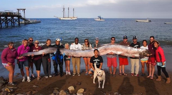 Xuất hiện xác "quái vật đại dương" nặng 135kg dài 5,5m 1