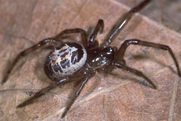 Hình ảnh chân mưng mủ đáng sợ do bị nhện góa phụ cắn 3