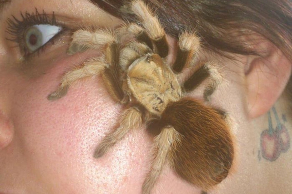 Người phụ nữ dũng cảm chăm nuôi 13 con nhện góa phụ 3