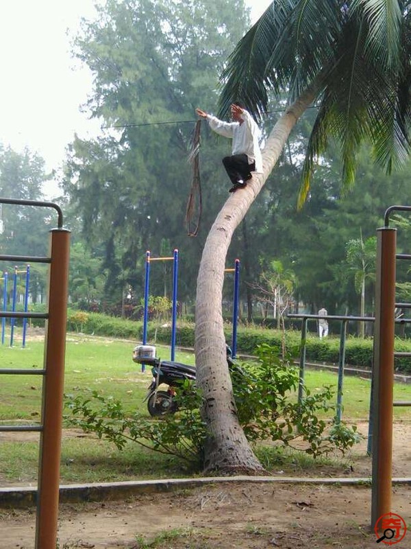 Người đ&agrave;n &ocirc;ng "luyện c&ocirc;ng" điệu nghệ tr&ecirc;n th&acirc;n c&acirc;y dừa 2