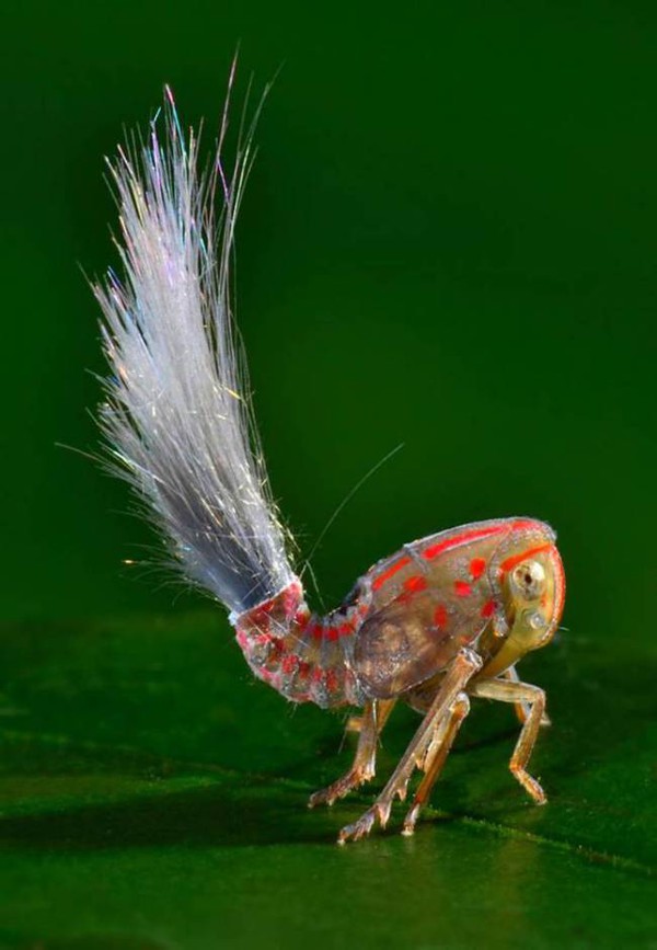 Loài côn trùng mới phát hiện có "mái tóc điện giật" như búp bê Troll 1