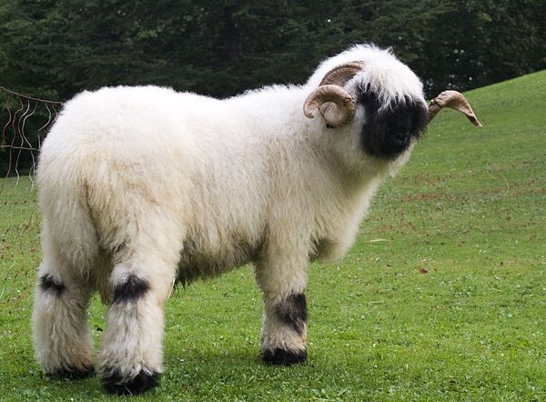 Loài cừu mũi đen có ngoại hình đáng yêu như nguyên mẫu hoạt hình 4