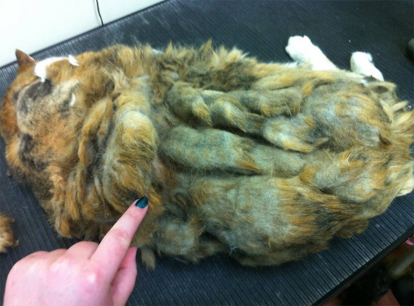 Chú mèo béo ú có bộ lông kinh khủng nhất từ trước tới giờ 1