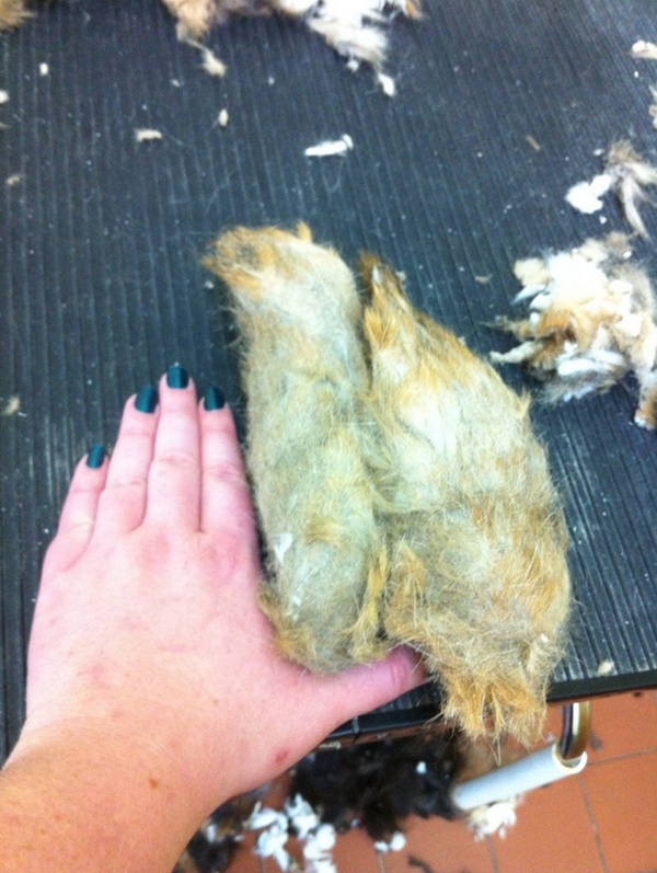 Chú mèo béo ú có bộ lông kinh khủng nhất từ trước tới giờ 4