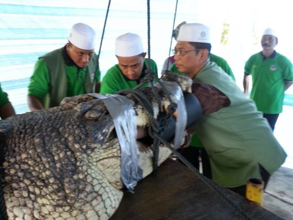 Giật mình trước hình ảnh cá sấu khổng lồ dài 4,6m ở Brunei 3