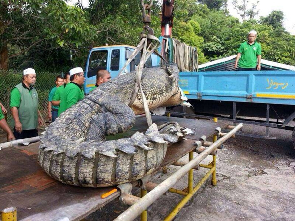 Giật Mình Trước Hình Ảnh Cá Sấu Khổng Lồ Dài 4,6M Ở Brunei