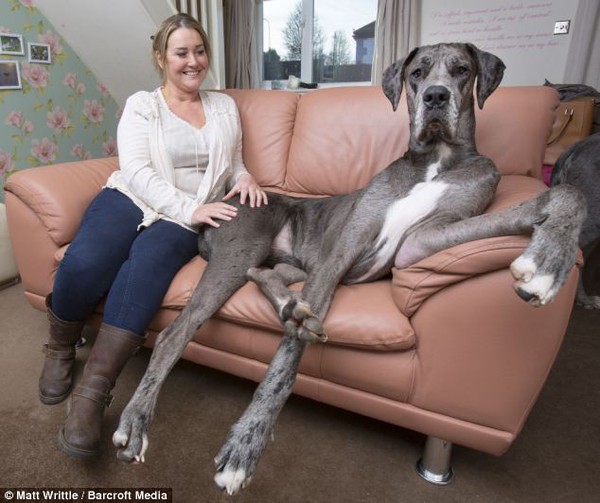 Ngước nhìn chú chó khổng lồ có chiều cao 2m15 1