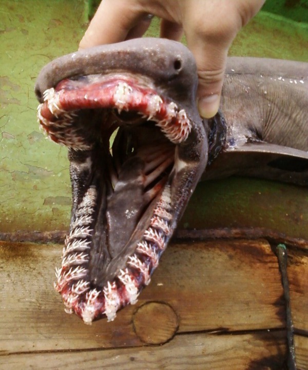 Sinh vật lạ giống rắn sở hữu hàm răng lởm chởm kỳ quái  1