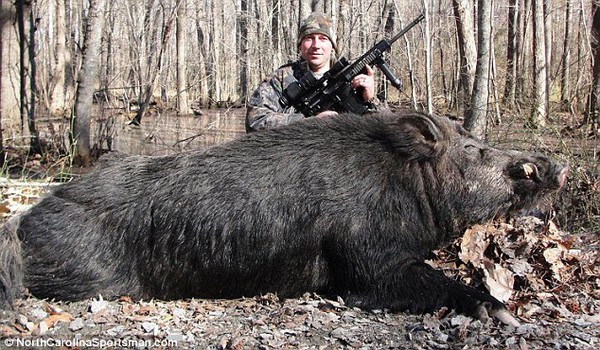 Bắt được "quái vật" lợn rừng khổng lồ nặng 227kg 1