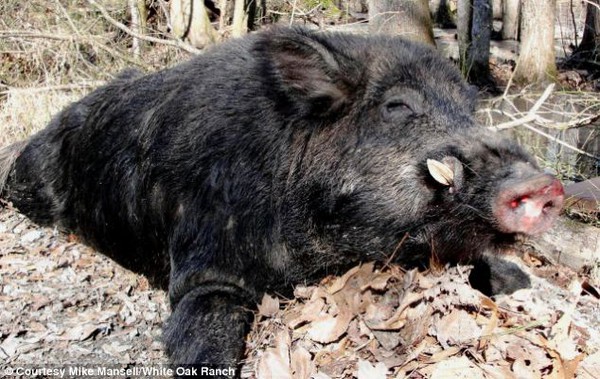 Bắt được "quái vật" lợn rừng khổng lồ nặng 227kg 2
