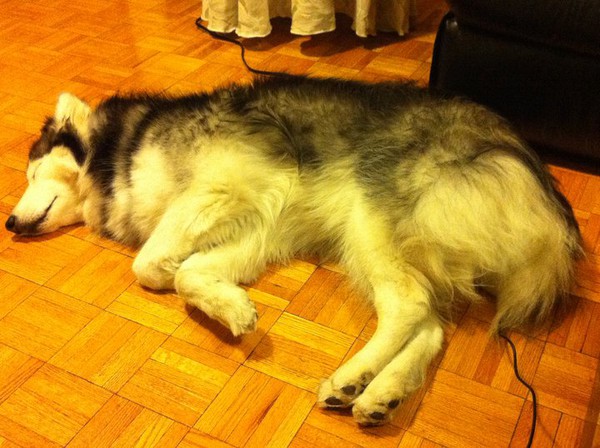 Chú chó husky đáng yêu cứ ngỡ mình là mèo 4