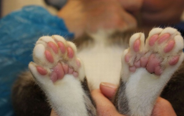 Cặp đôi mèo leo trèo giỏi hơn nhờ dị tật thừa ngón chân 2