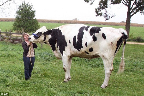 Chú bò cao hơn 1,9m vào sách kỷ lục thế giới 1