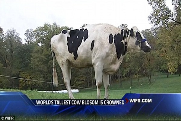 Chú bò cao hơn 1,9m vào sách kỷ lục thế giới 2