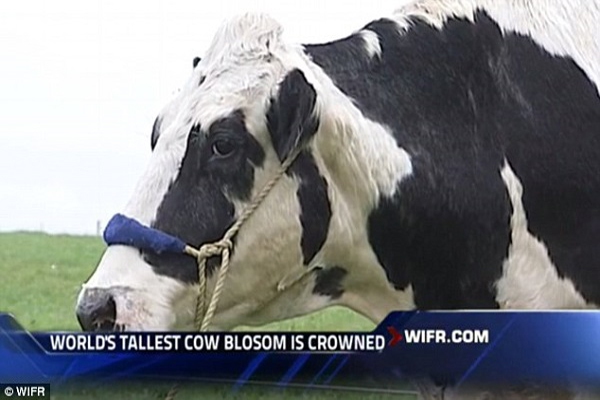 Chú bò cao hơn 1,9m vào sách kỷ lục thế giới 3