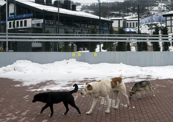 Nga tiêu diệt chó hoang nhằm đảm bảo an ninh cho Olympic Sochi 2